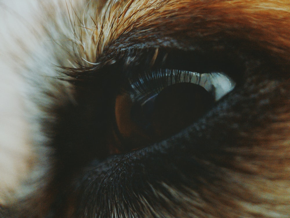 Ojo izquierdo de animal marrón
