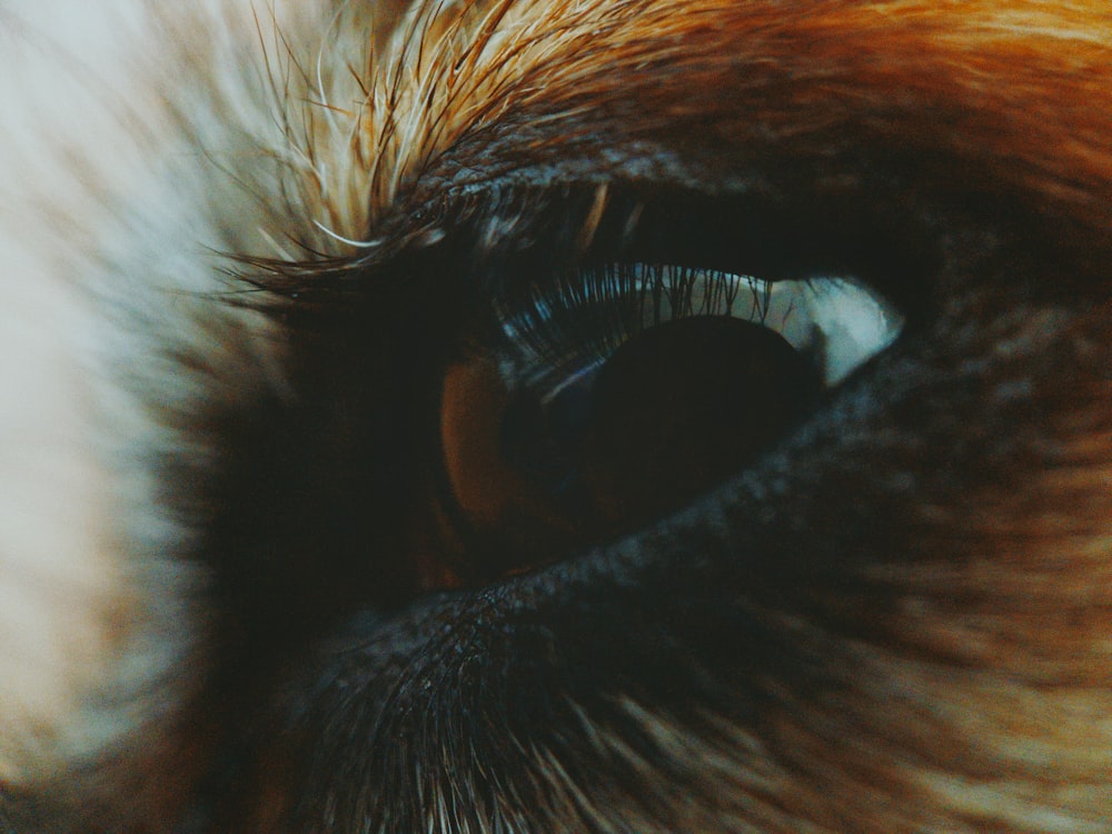 brown animal left eye