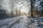 road covered with snow in middle of trees during daytime