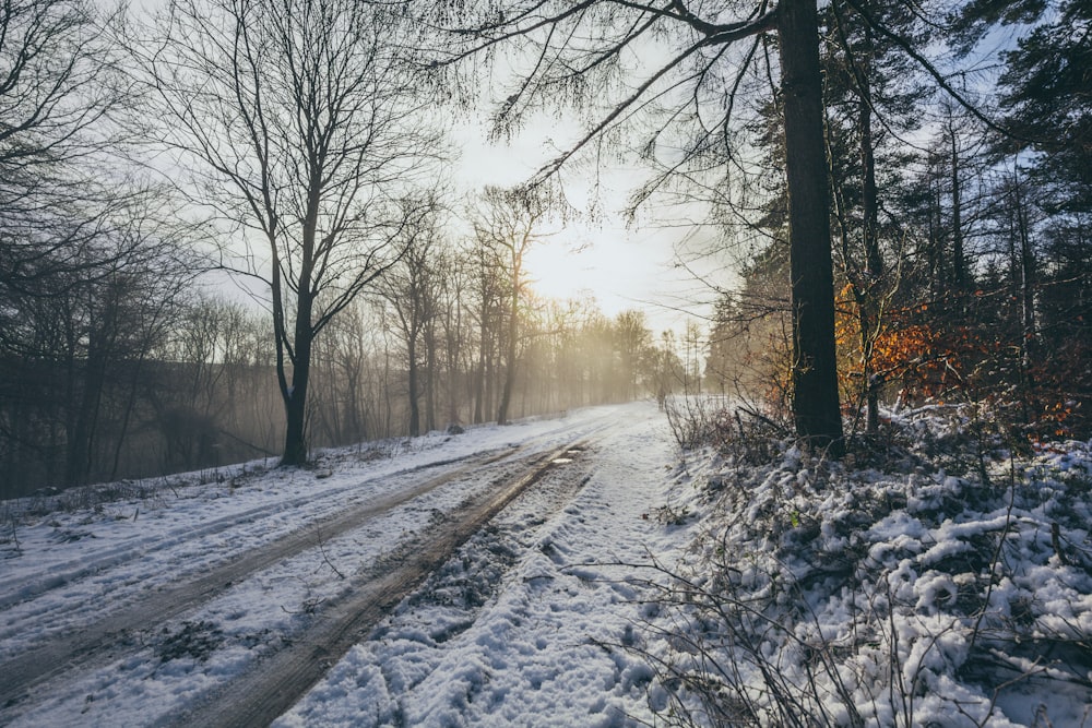 road covered with snow in middle of trees during daytime