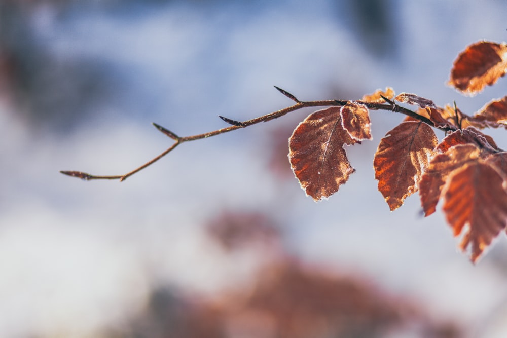 Fotografía con lente de desplazamiento de inclinación de hoja marrón