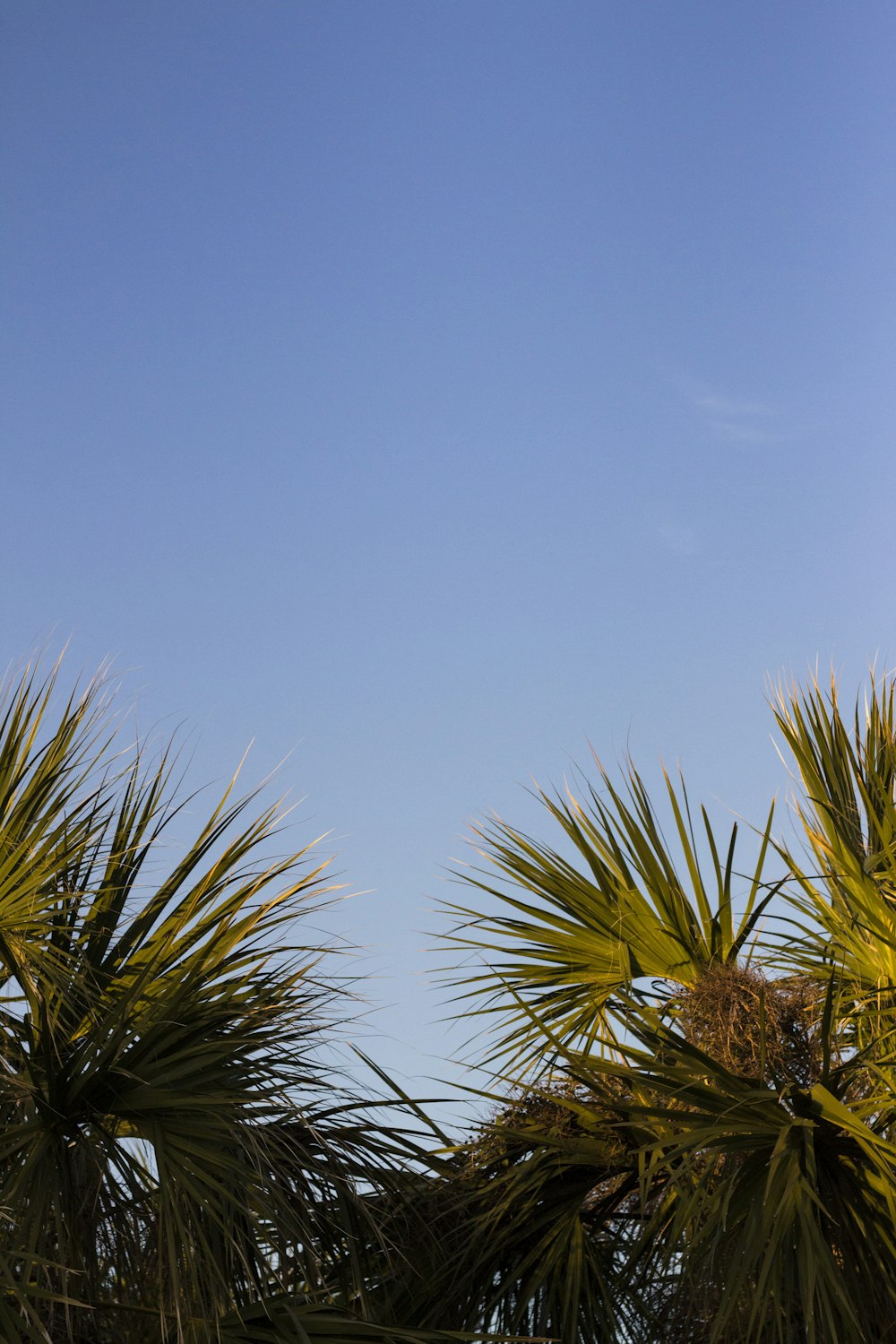 palm trees during daytime