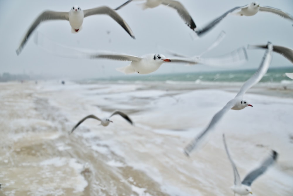 pájaros blancos volando durante el día