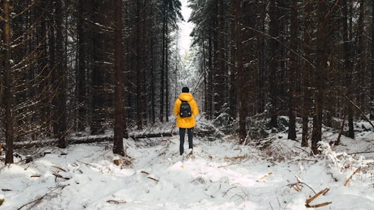 person in yellow jacket between trees during winter in Dalby Forest United Kingdom