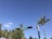 A clear blue sky frames a tropical setting with a tall palm tree and lush greenery. A street sign labeled 'Ocean Dr' is prominently displayed, attached to a traffic light pole.