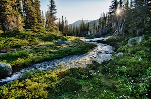 landscape photography of river with trees