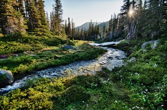 landscape photography of river with trees