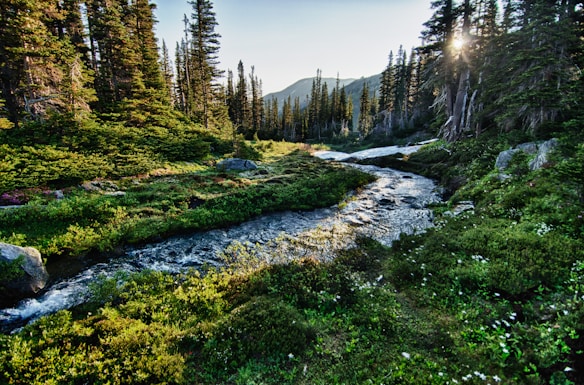 A serene forest landscape with a gently flowing stream in the foreground, surrounded by lush green vegetation and tall pine trees. The sunlight peeks through the trees, casting a warm glow over the area and highlighting the natural beauty of the scene. Mountains are visible in the distance, enhancing the depth and tranquility of the environment.