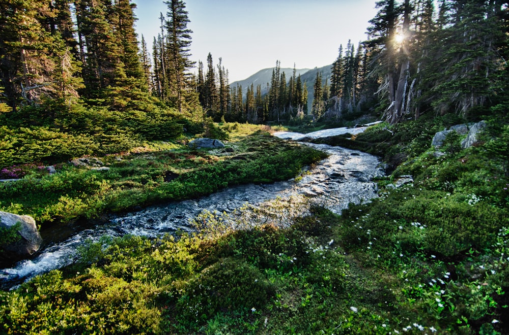 fotografía de paisaje de río con árboles