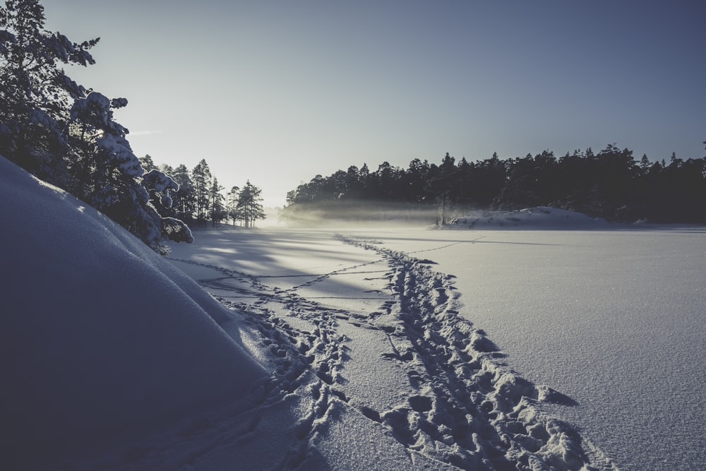 snowy forest during day time