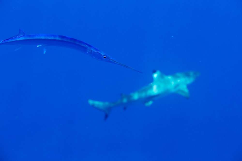underwater photography of great white shark