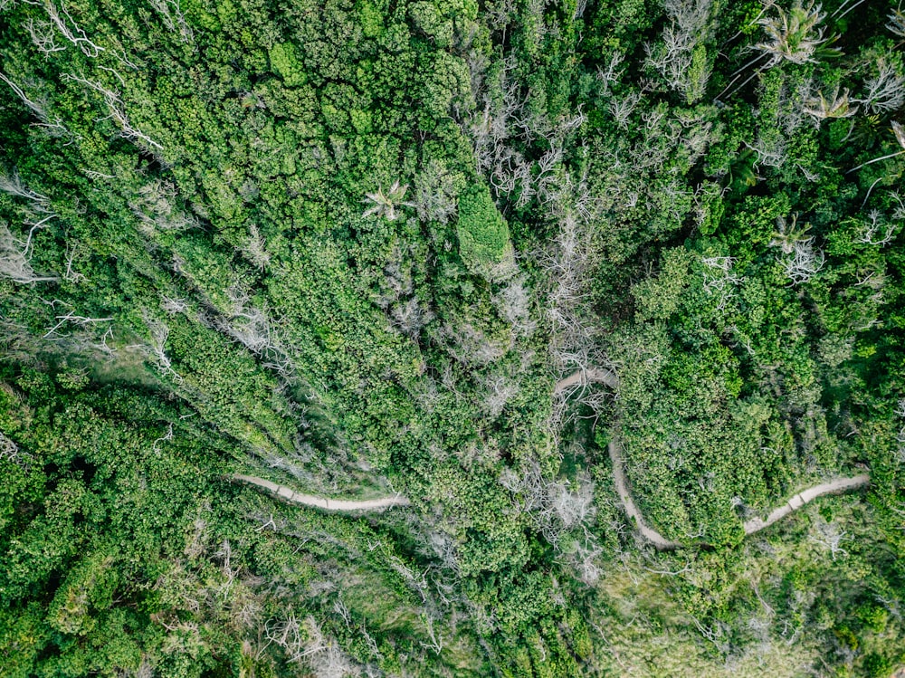 aerial photo of forest