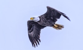 A bald eagle with a striking white head and yellow beak is captured in mid-flight against a pale blue sky. The eagle's wings are outstretched, displaying dark feathers with lighter patterns near the body.