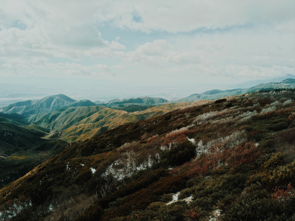 bird's eye view of forest mountain