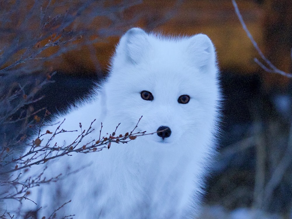 wildlife photography of snow fox