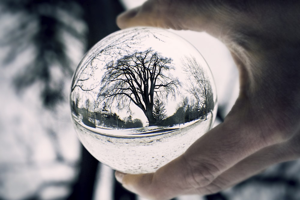 albero nudo attraverso la sfera di vetro trasparente