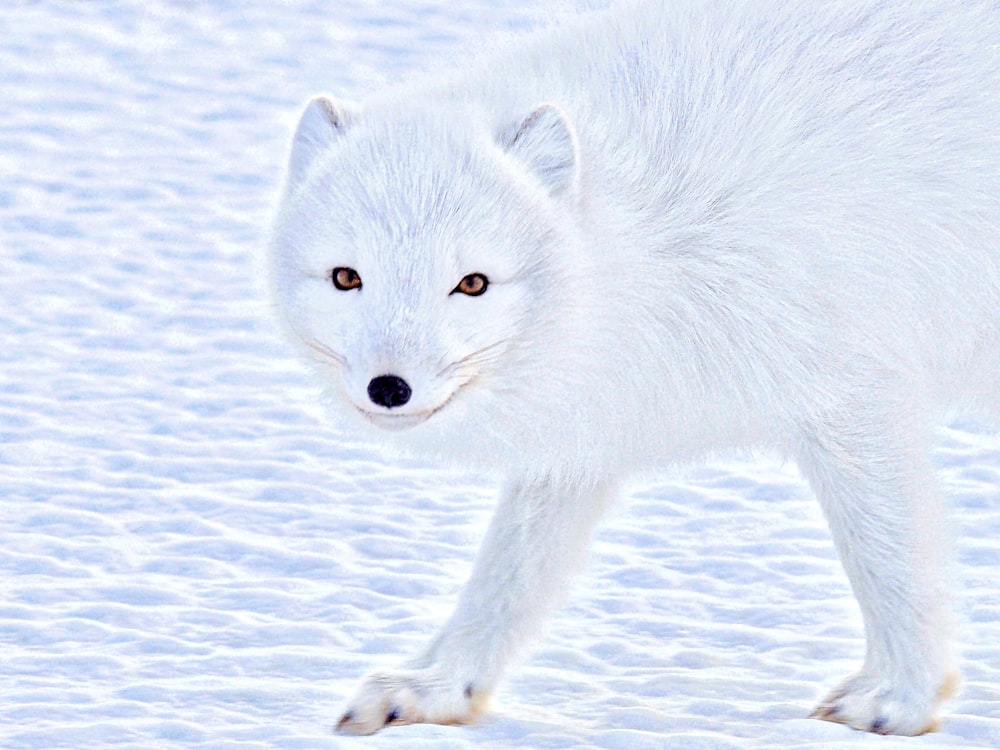 Fotografia da vida selvagem de um lobo branco