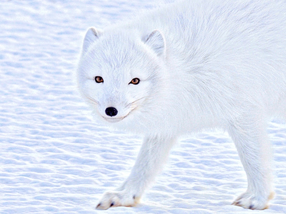 wildlife photography of a white wolf