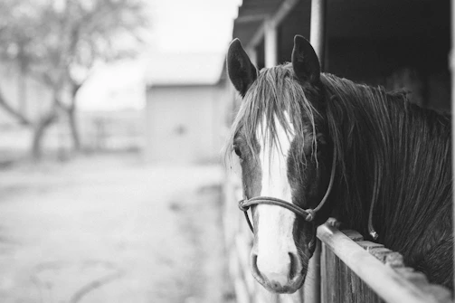 Black and white photo of a calm horse standing quietly in a sunlit stable.