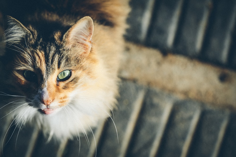 foto ravvicinata di gatto soriano marrone