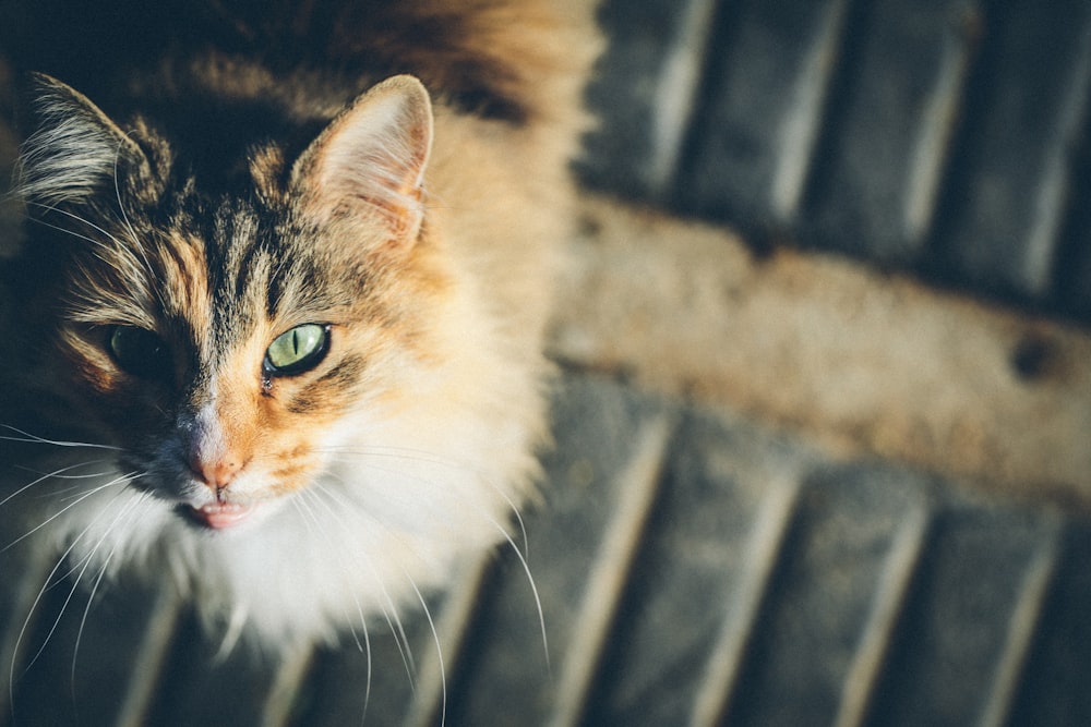 foto de closeup do gato tabby marrom