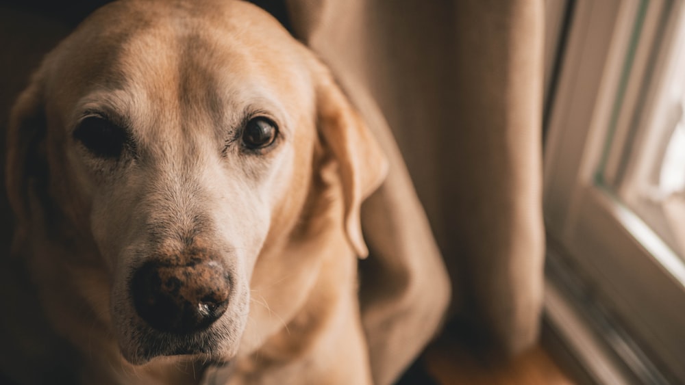 short-coated beige dog