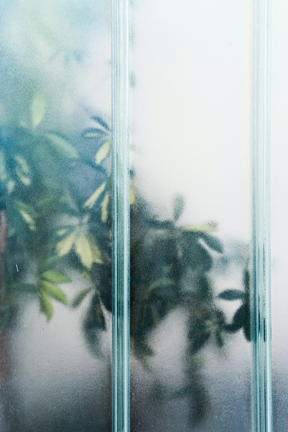 Planta de hojas verdes cerca del panel de vidrio