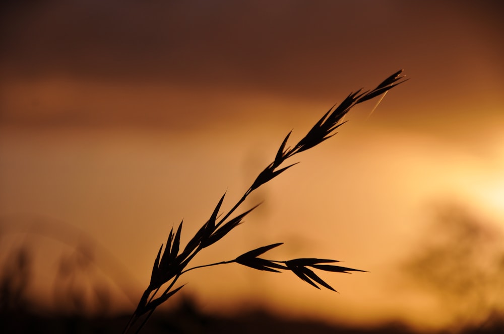 silhouette photo of wheat