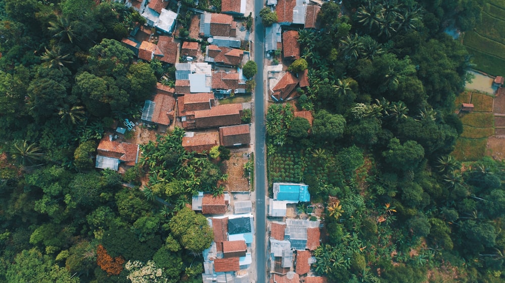 Foto a vista de pájaro de casas cerca de árboles