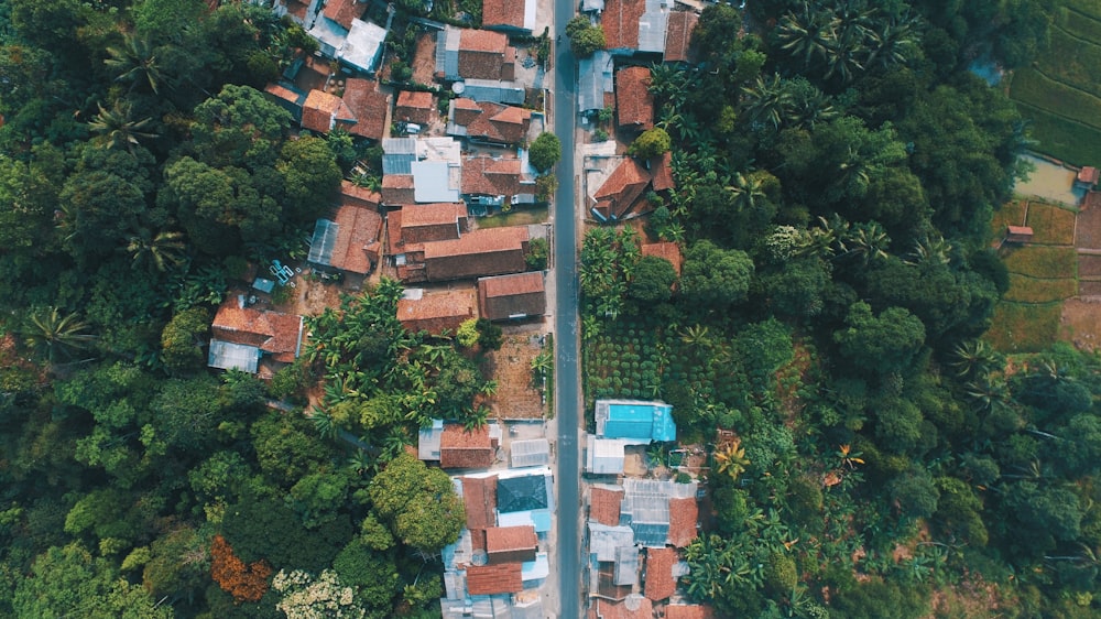 bird's eye view photo of houses near trees