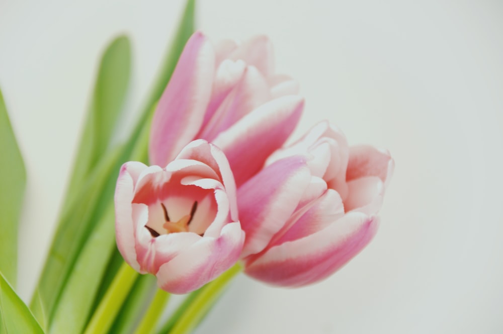 shallow focus photography of pink flowers