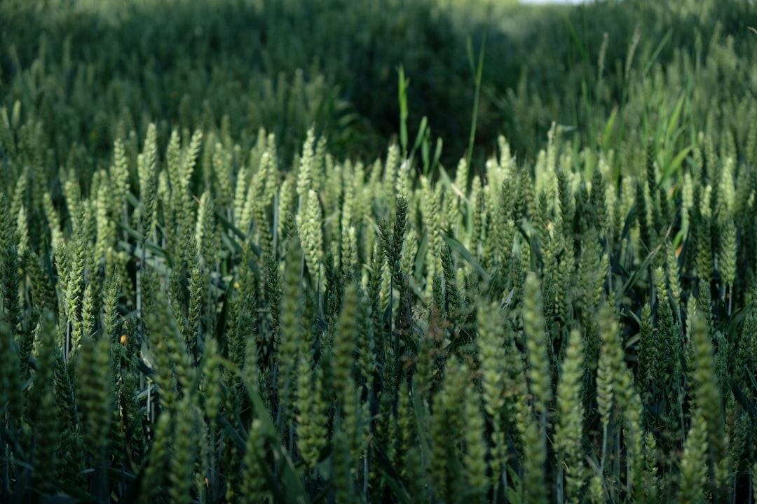 travelers stories about Spruce-fir forest in BÄ“rzmuiÅ¾a, Latvia