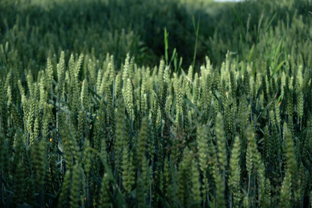 selective focus photography of amorseko grass