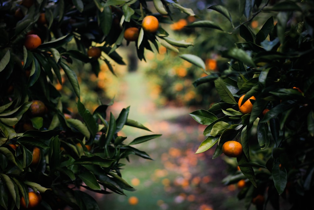 Frutos de Physalis