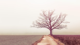 bare tree during daytime