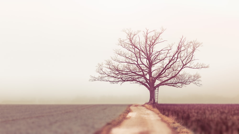 arbre nu pendant la journée