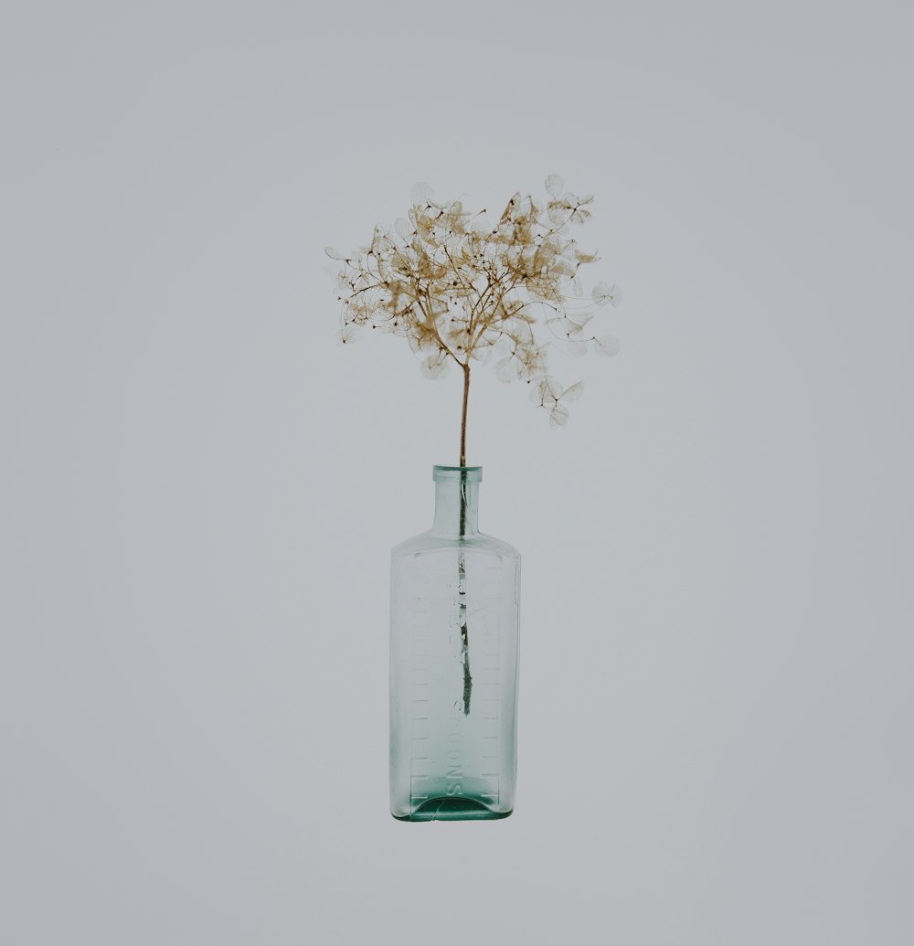 flor de pétalo blanco en botella transparente sobre fondo blanco