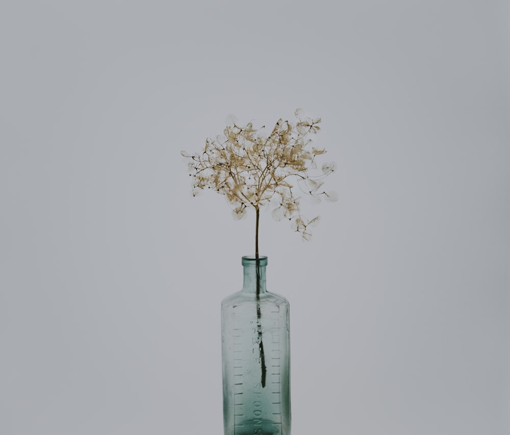 Plante à feuilles vertes dans une bouteille en verre transparent