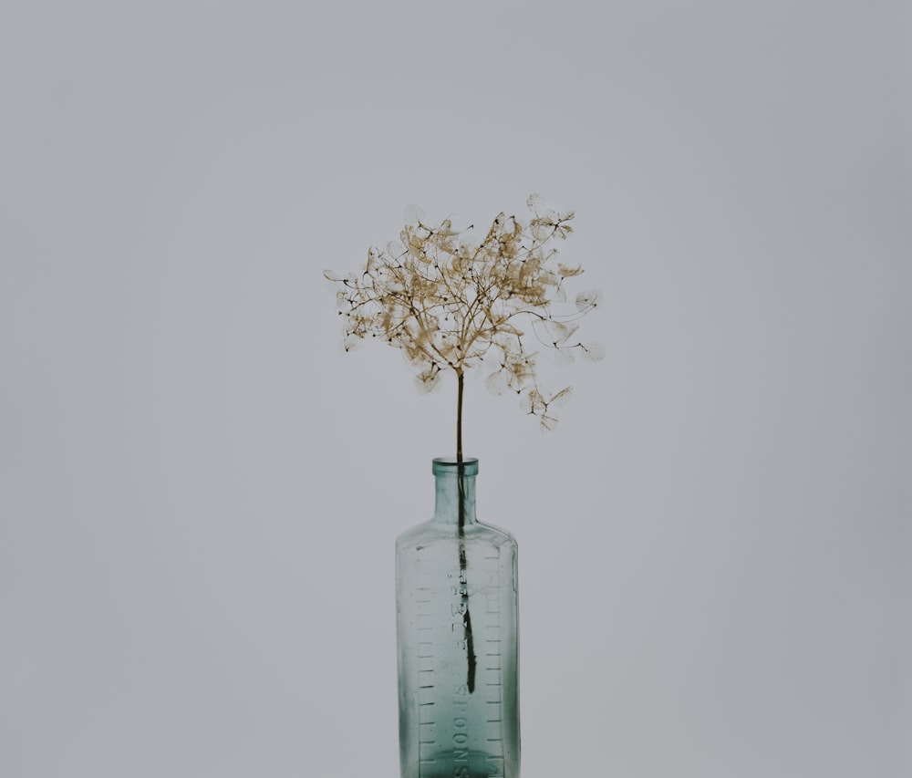 green leafed plant in clear glass bottle