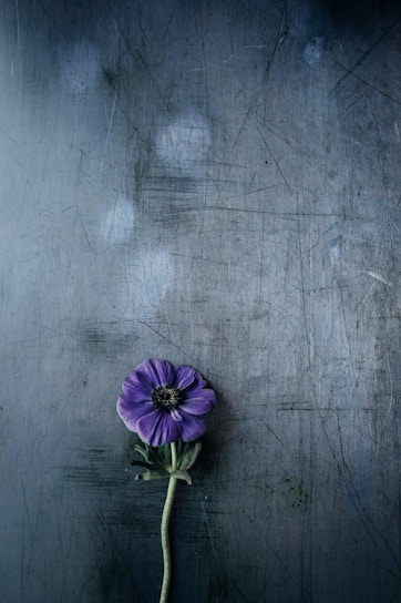 purple petaled flower on gray surface