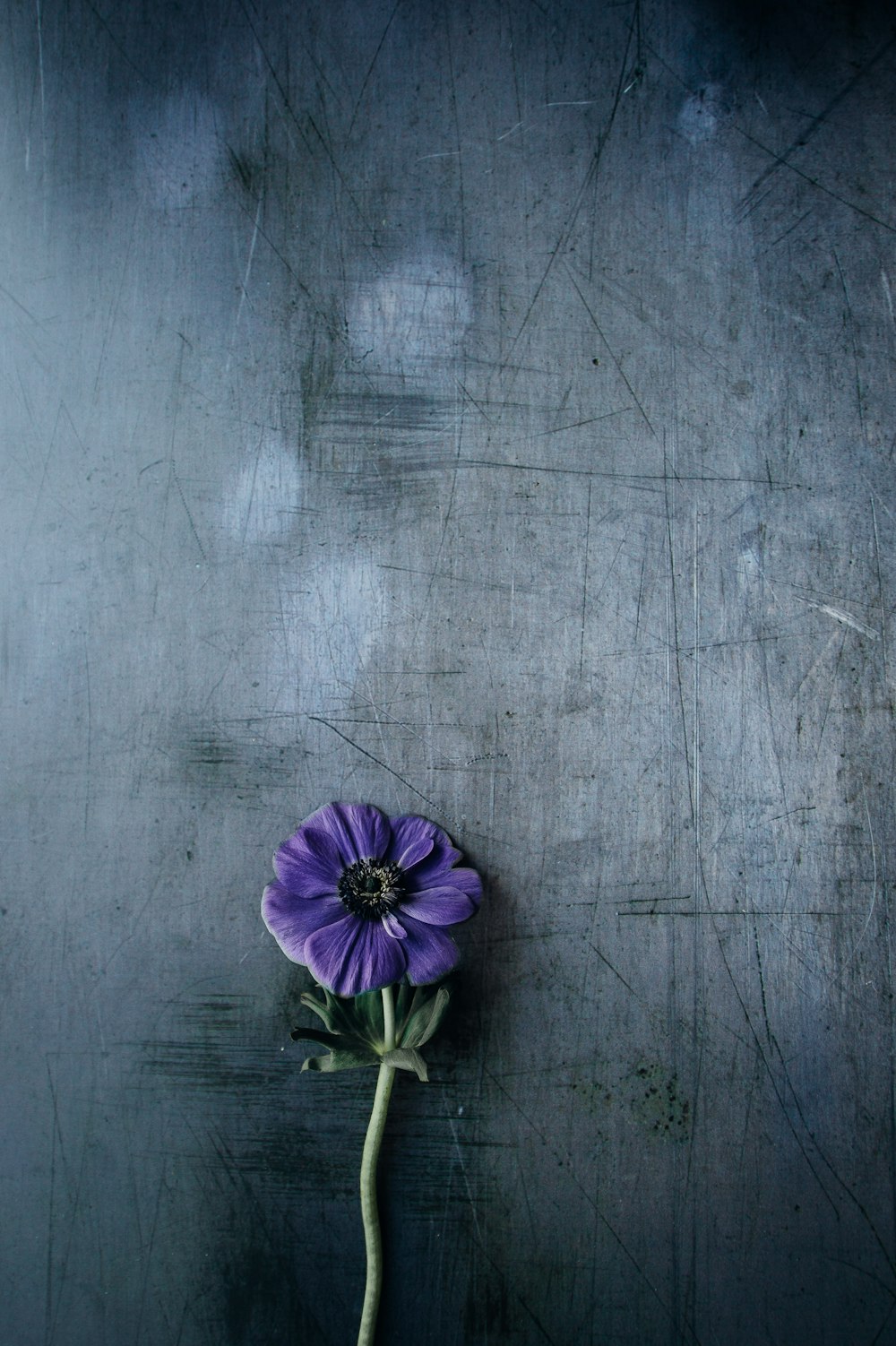 purple petaled flower on gray surface