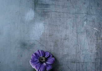 purple petaled flower on gray surface