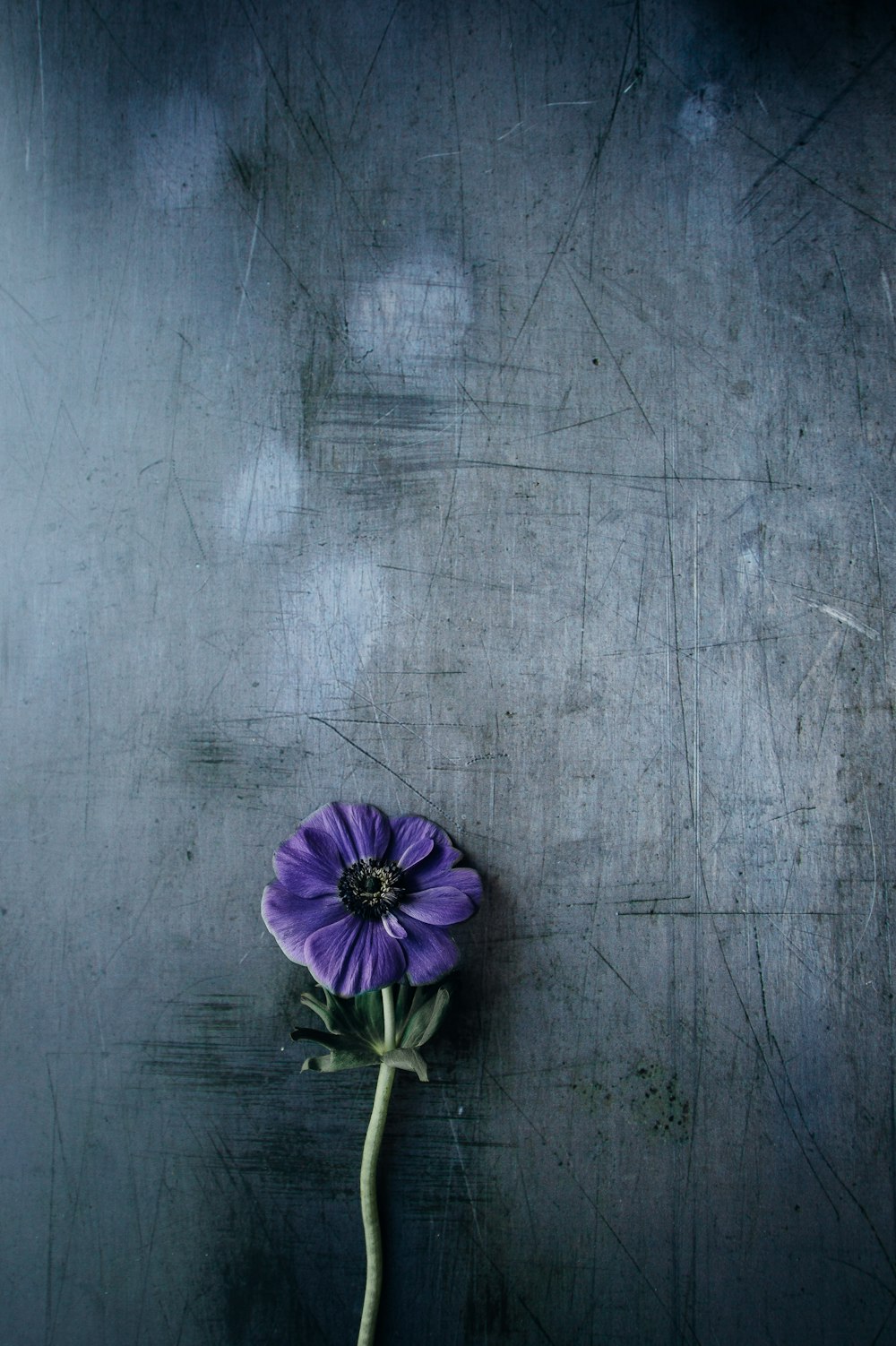 fiore dai petali viola su superficie grigia