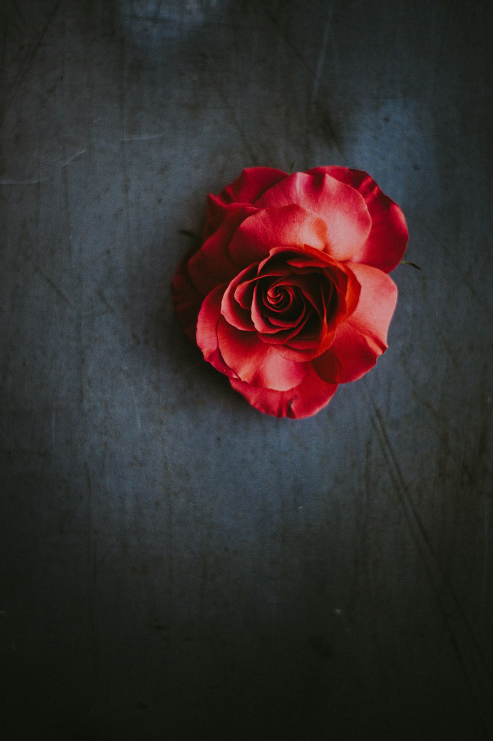 fleur de rose rouge