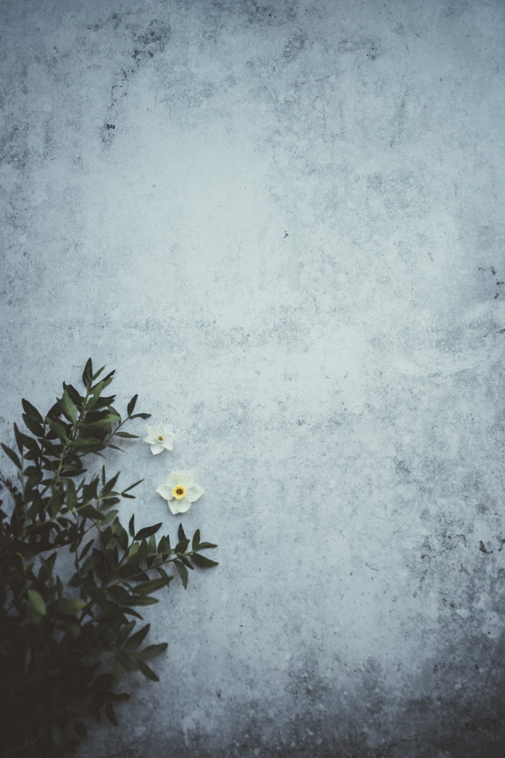 white flowers beside green leaves