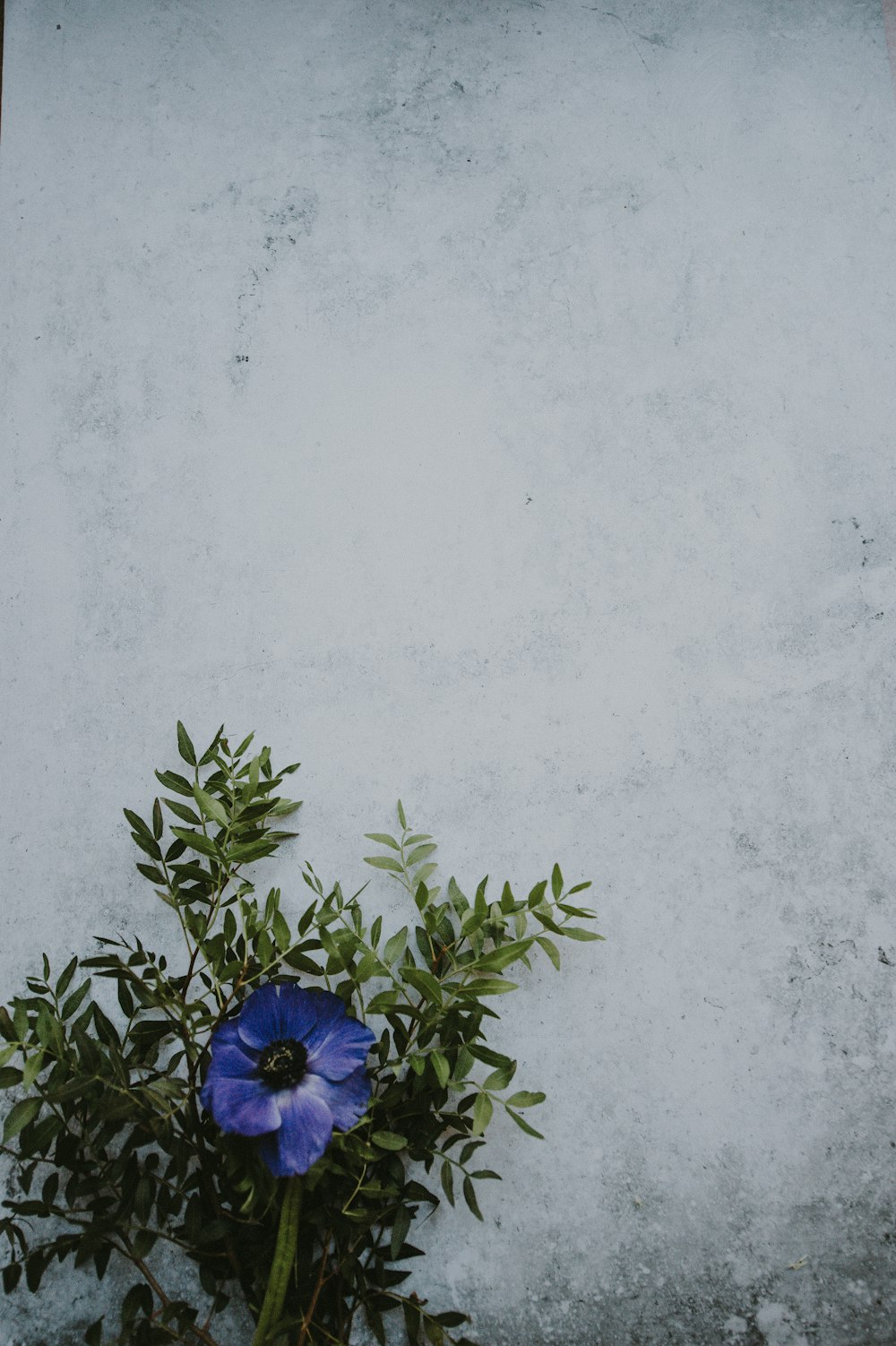 blue-petaled flower