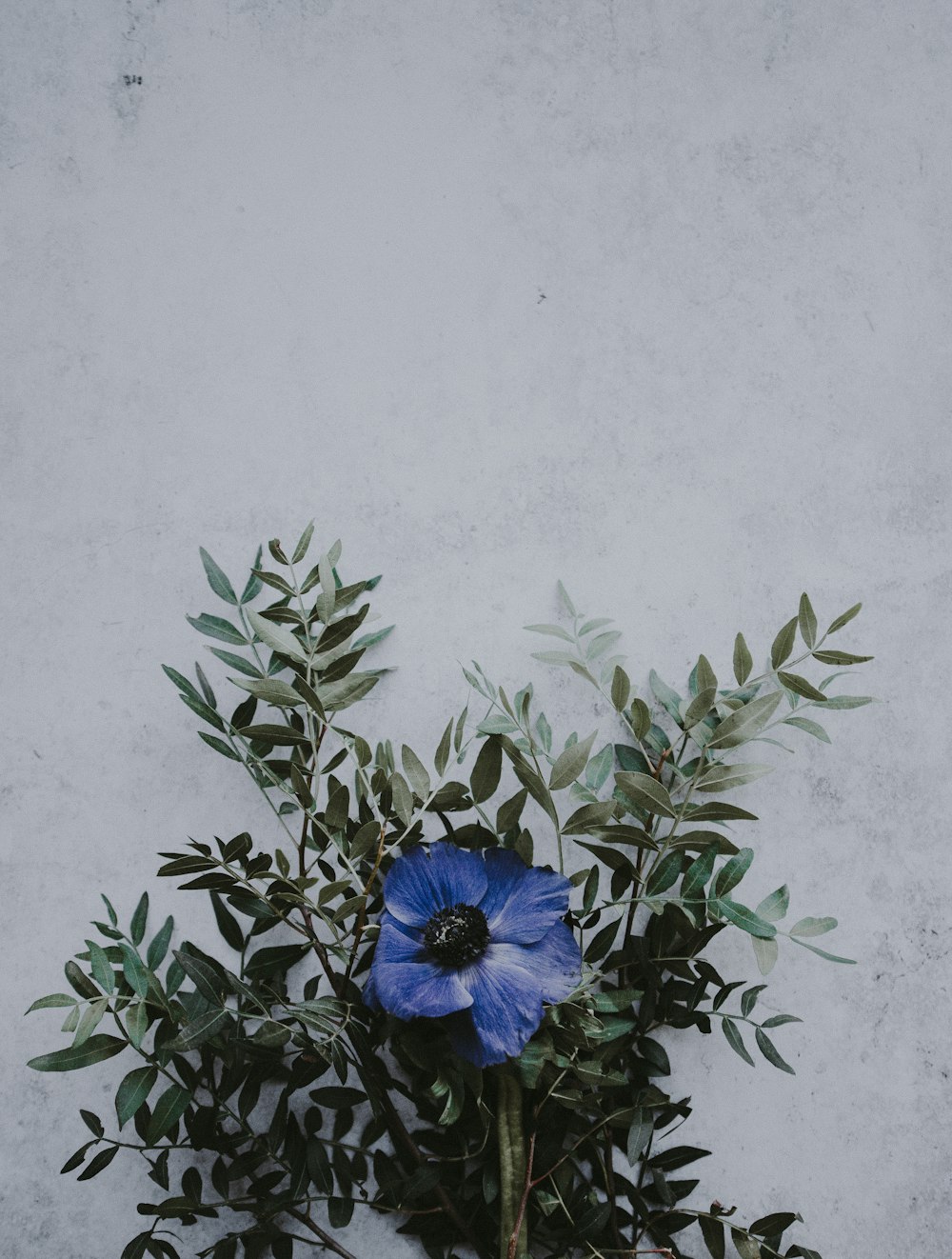 壁の近くに青い花びらの花