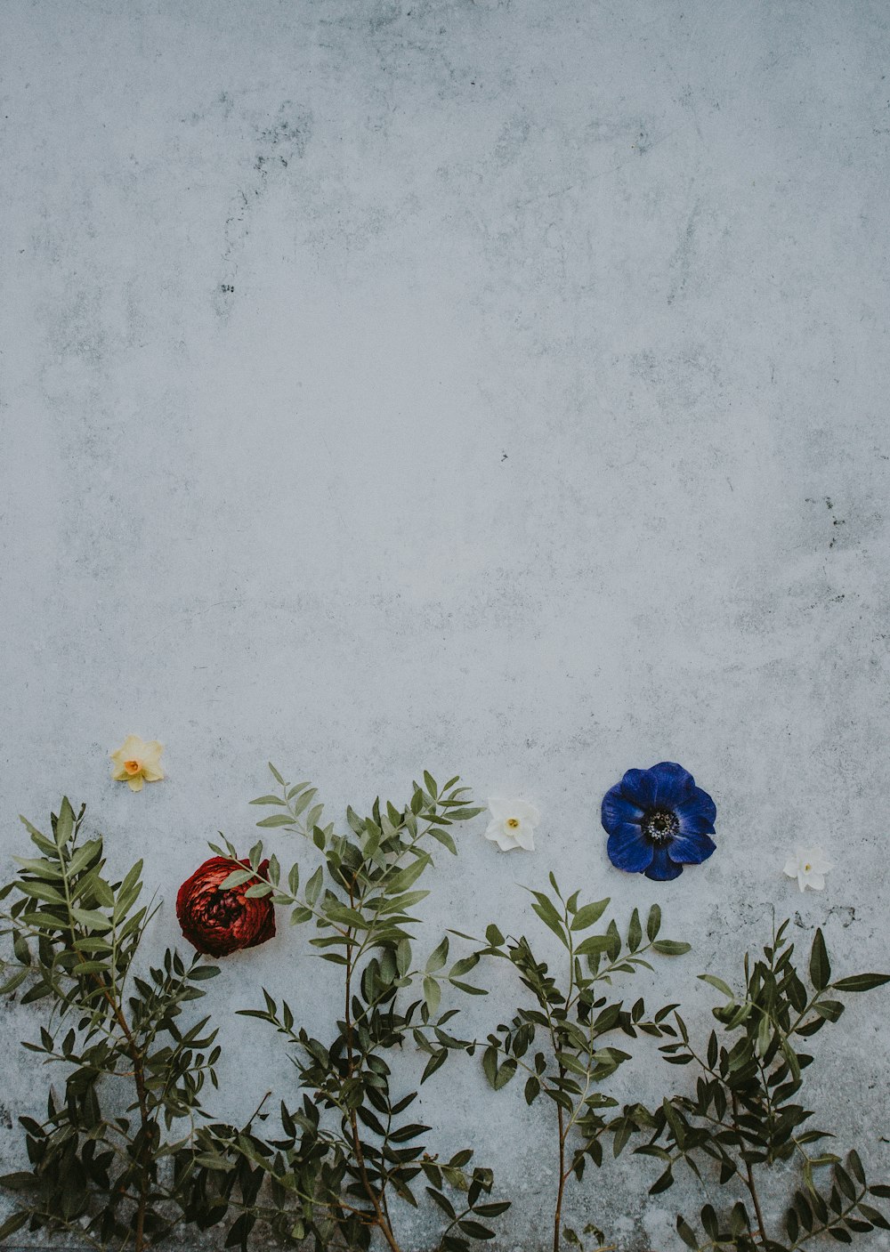 closeup photo of blue, white, and red petaled flowers