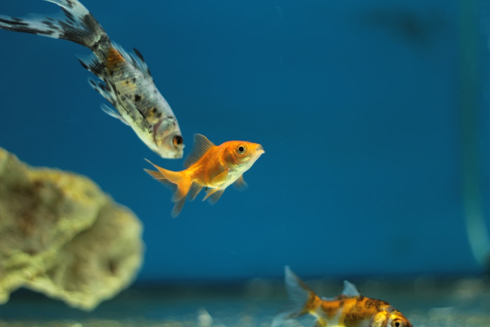 depth photography of orange guppies