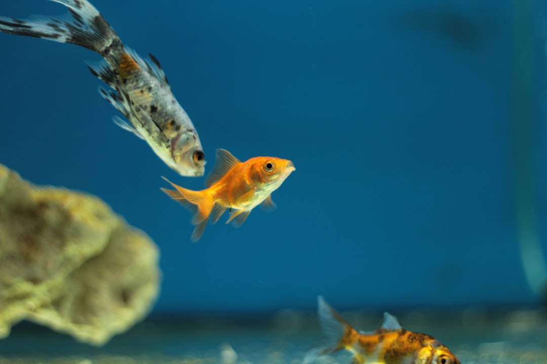 Underwater photo spot Mon Animal S.A. Catalonia